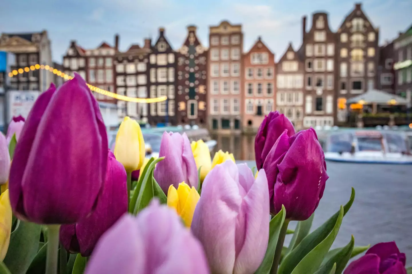 amsterdam fleurs