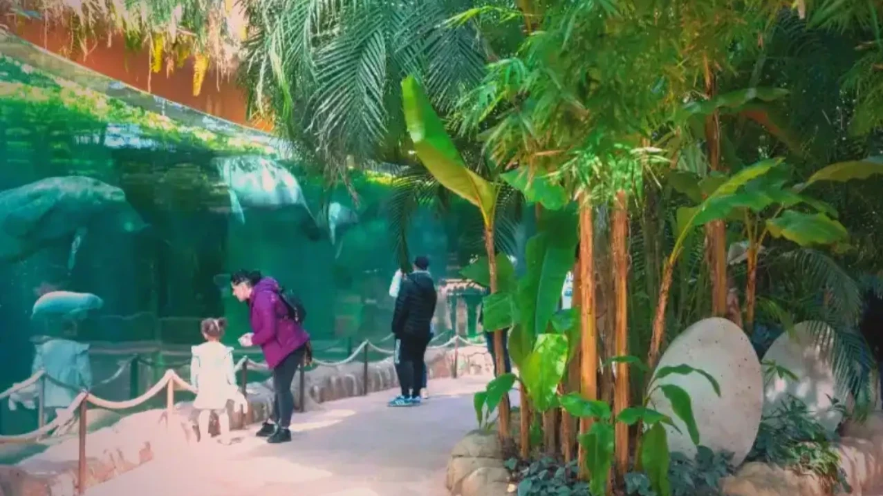 Il s'appelle le poisson Téquila, il a failli disparaître (et Beauval le sauve)