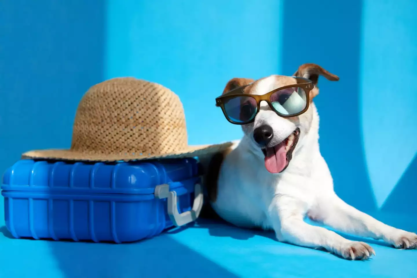 Voyager avec son chien : 4 astuces pour ne pas payer le double