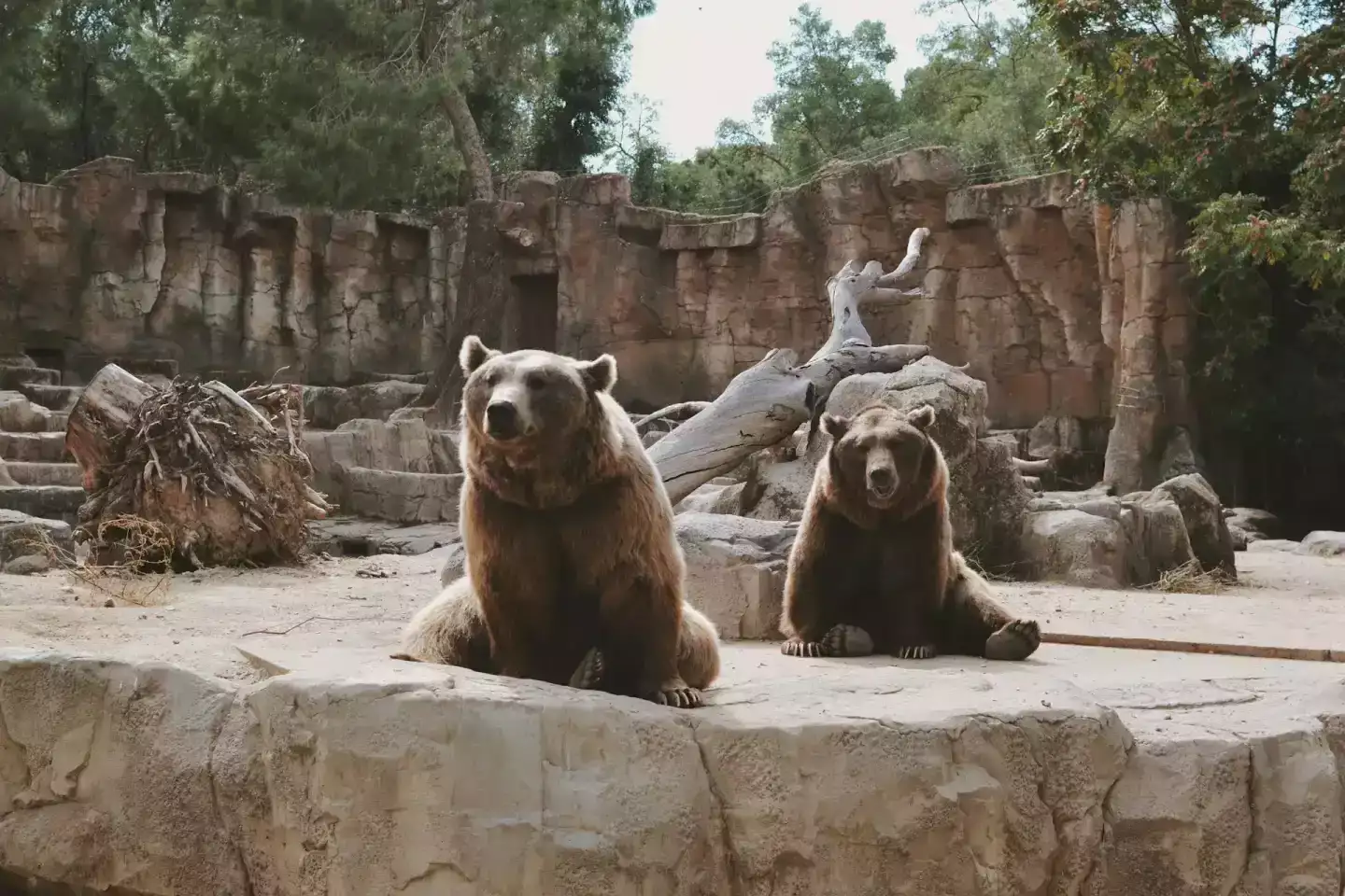 Les Spectacles et Animations au Zoo de Beauval : Un Guide Complet pour une Journée Magique