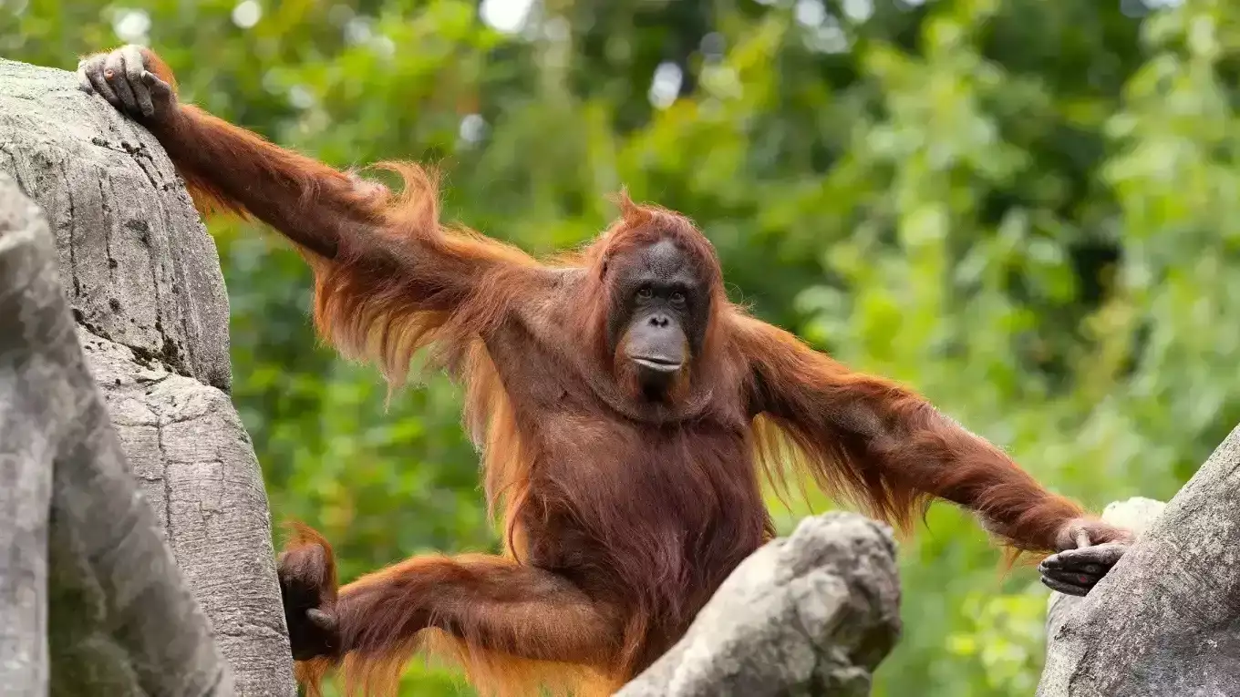 « On est arrivés à 9h pile un mercredi de mai » : personne ne nous avait dit que Beauval pouvait ressembler à ça