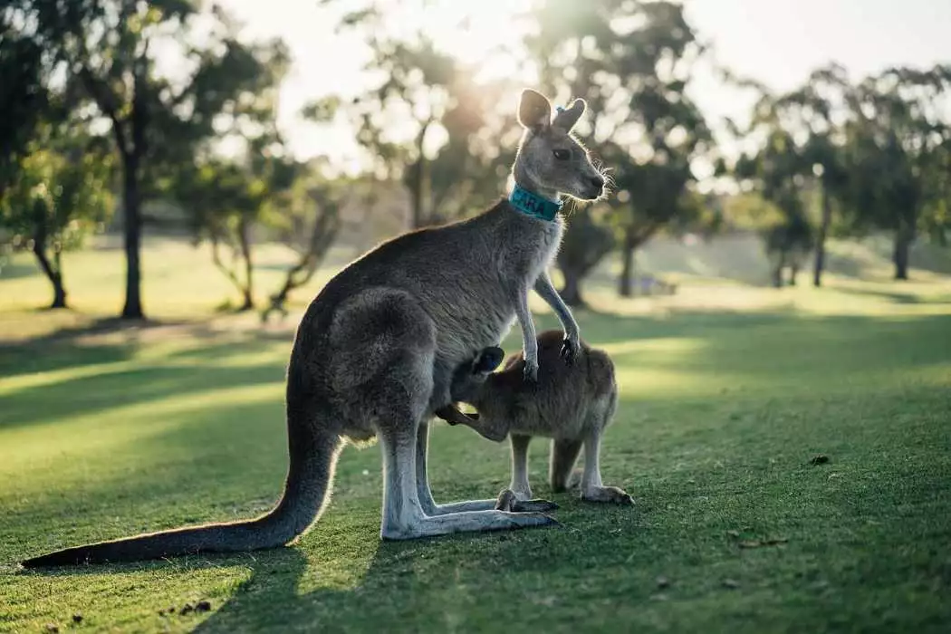 Australie