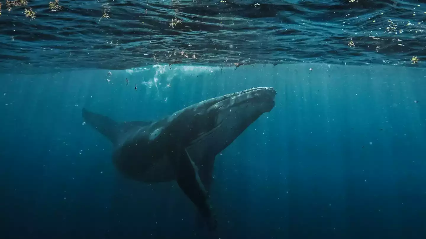 Quand voir les baleines à Tahiti ?