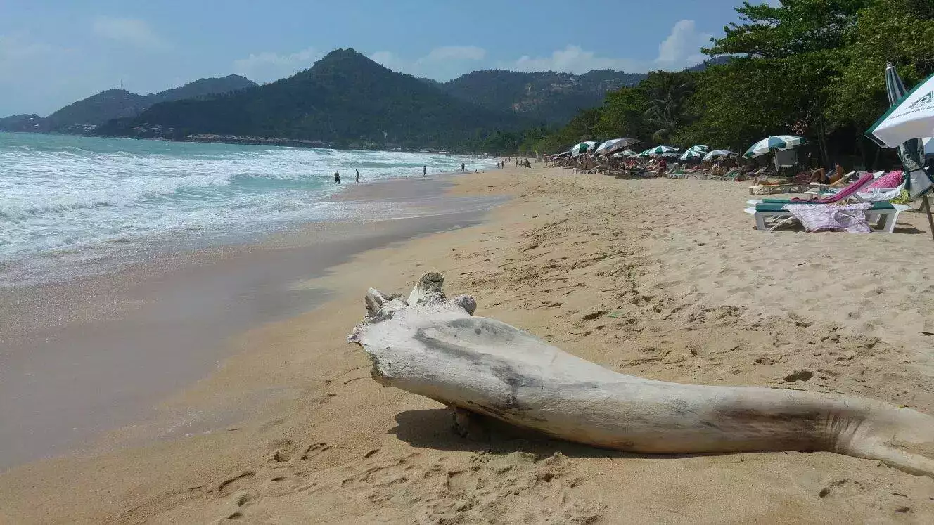 koh samui plage Chaweng Thailande