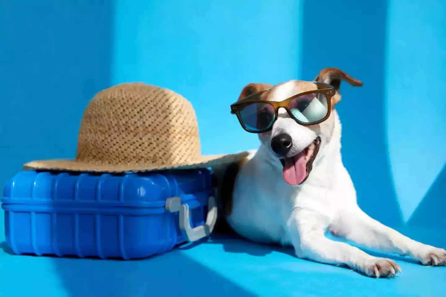 Voyager avec son chien : 4 astuces pour ne pas payer le double