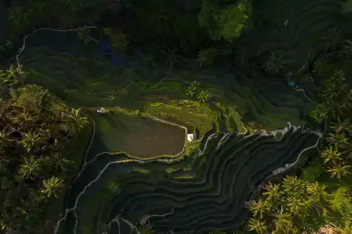 bali