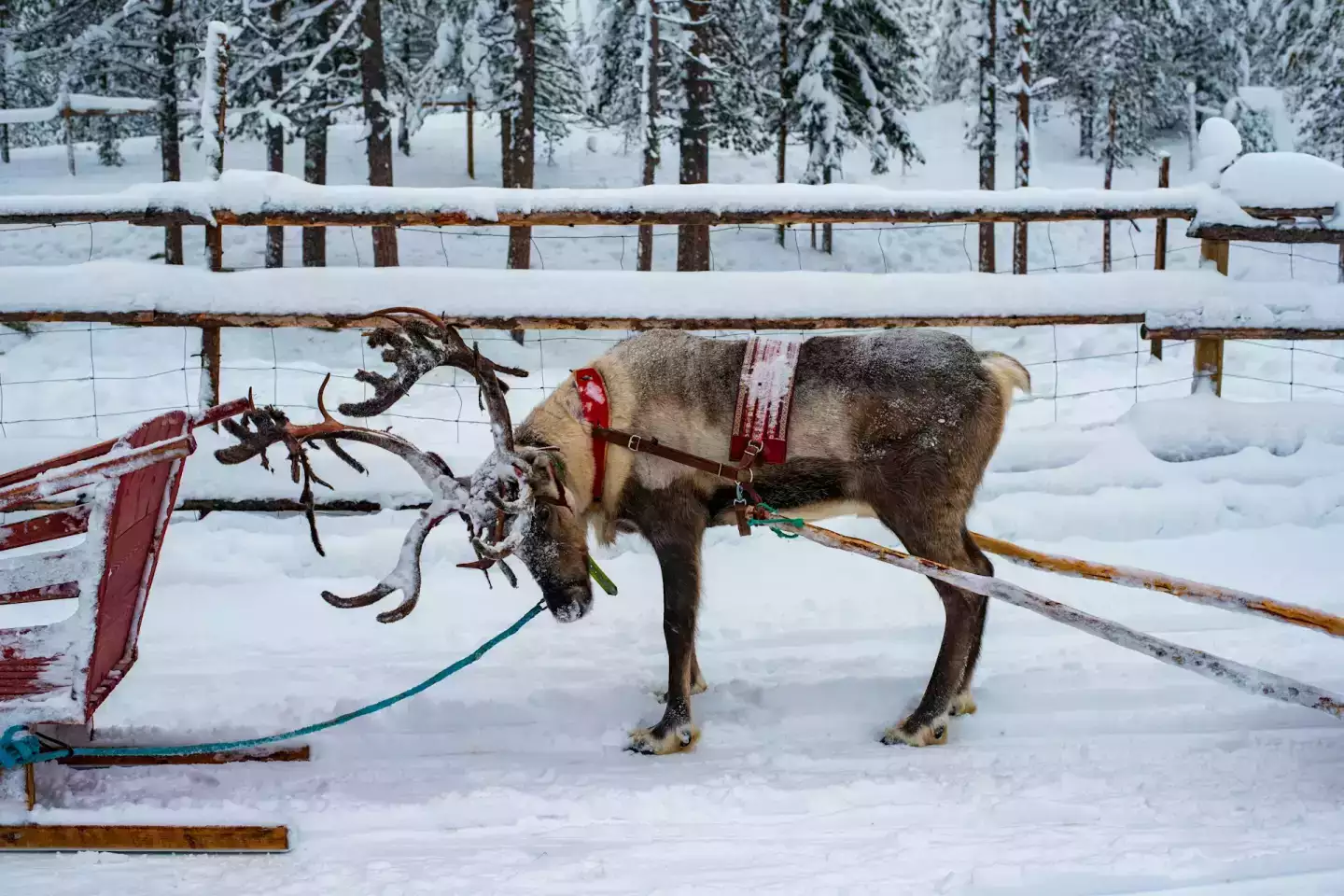 Votre Voyage tout inclus en Laponie : Aventures magiques à Sodankylä