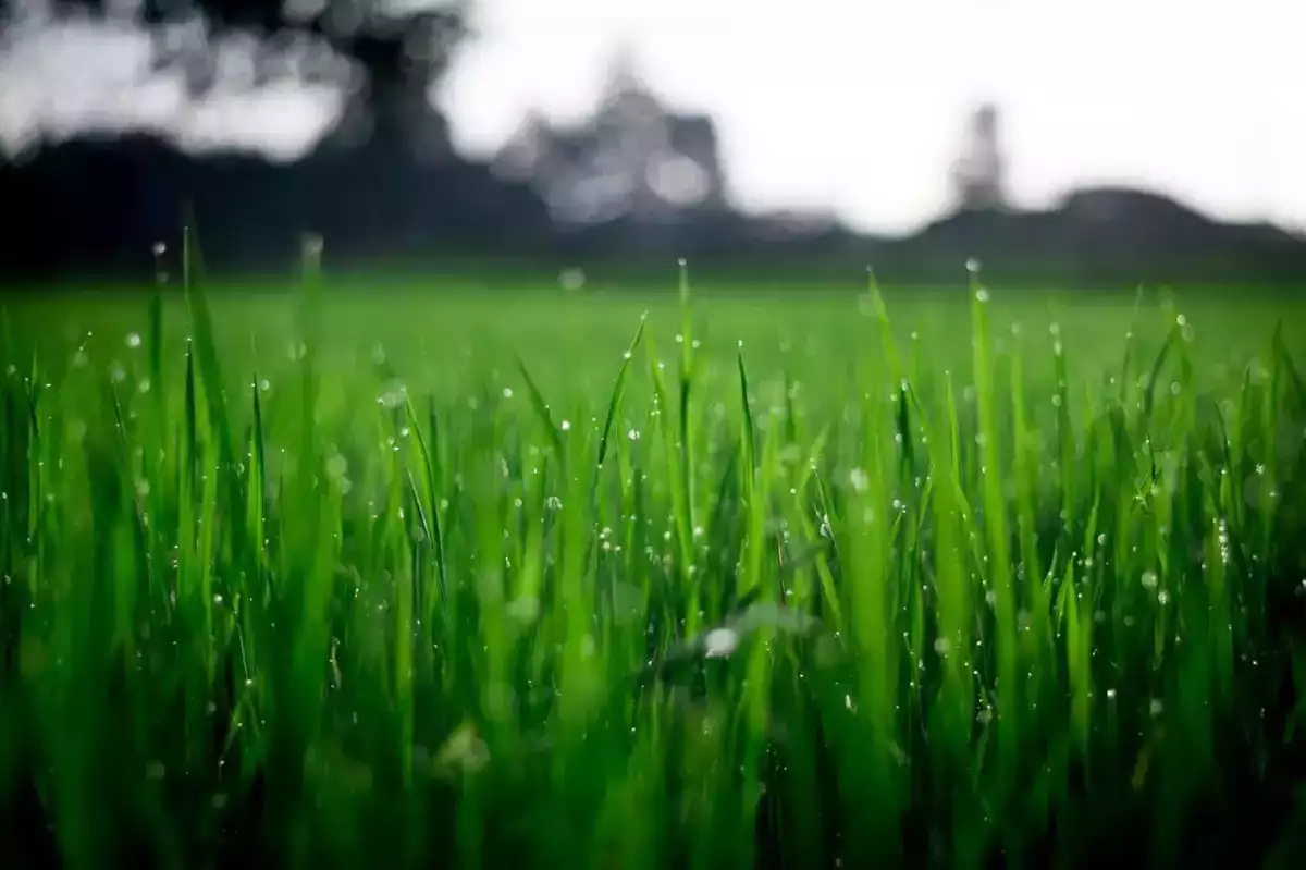 nature