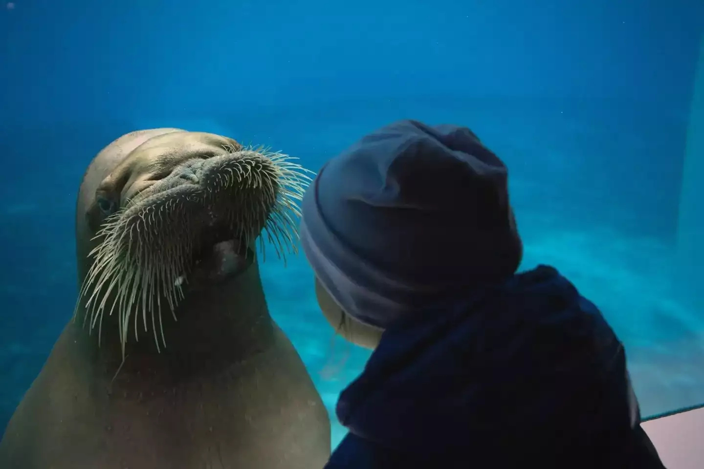 Beauval avec des enfants : tout ce qu'il faut savoir avant d'y aller