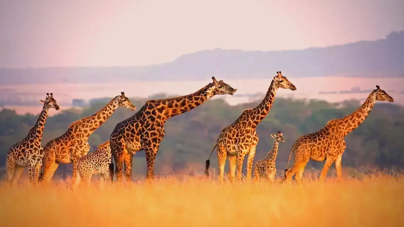 Kenya : ce visa électronique à ne surtout pas laisser à la dernière minute
