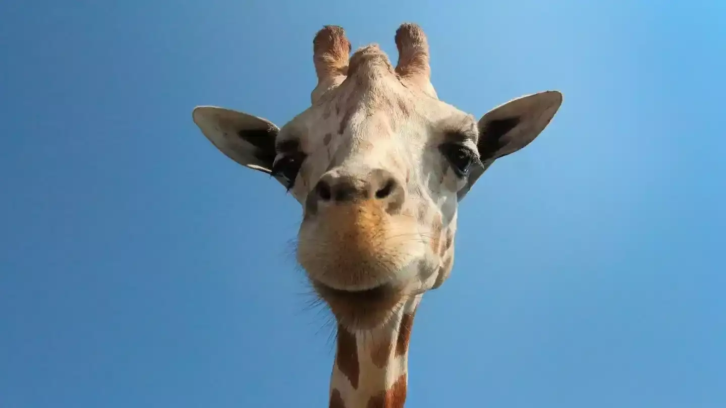 Zoo de Beauval : Est-ce que ça vaut le coup ?