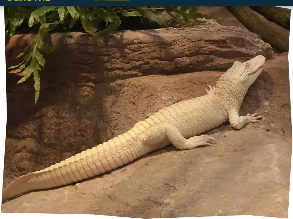Animaux du Zoo de Beauval : Un Voyage au Cœur de la Biodiversité