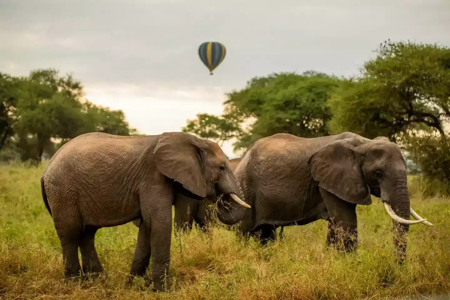 Le parc national de Tarangire (Tanzanie) : une merveille Injustement méconnue !