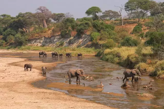 elephants