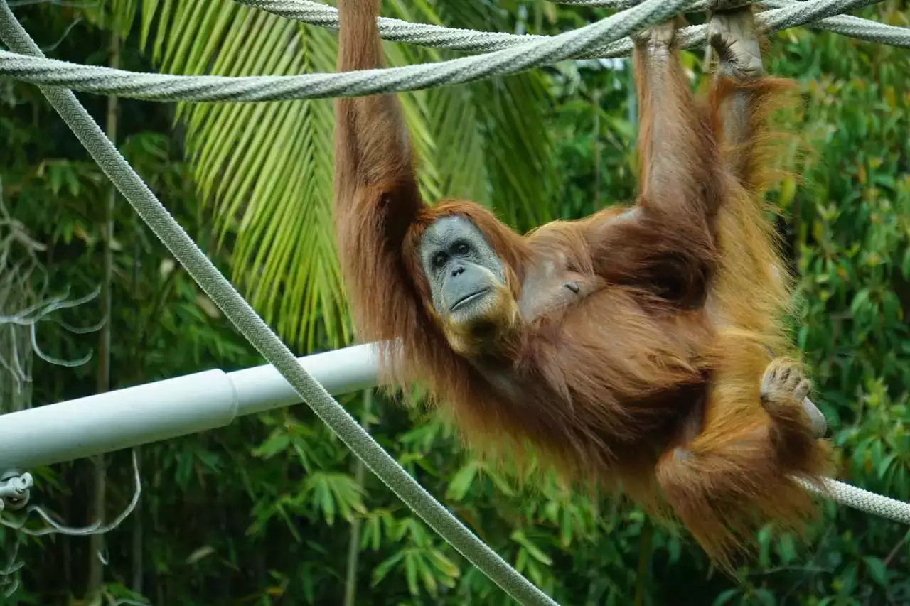 Zoo de Beauval : Un Voyage Inoubliable au Cœur de la Biodiversité