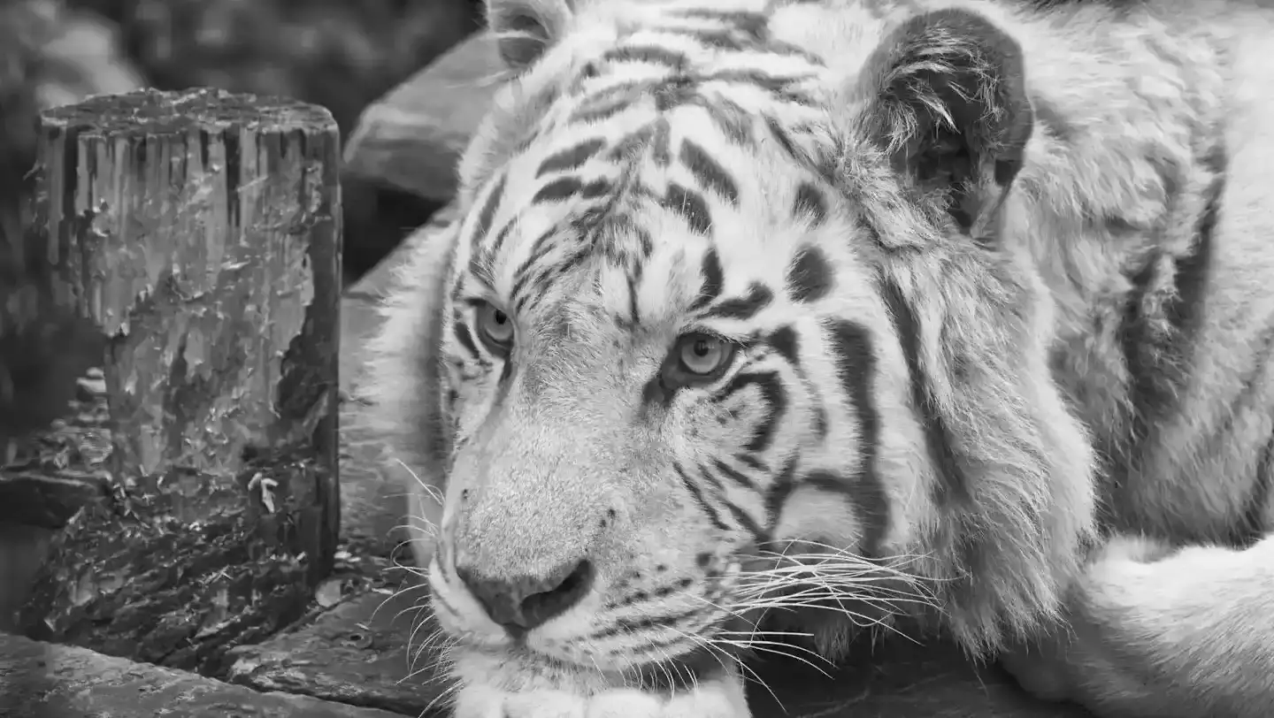 ZooParc de Beauval : Faut-il 1 ou 2 jours pour une visite complète ?
