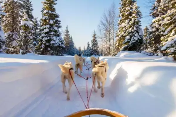 Laponie neige sapins chien de trainneau
