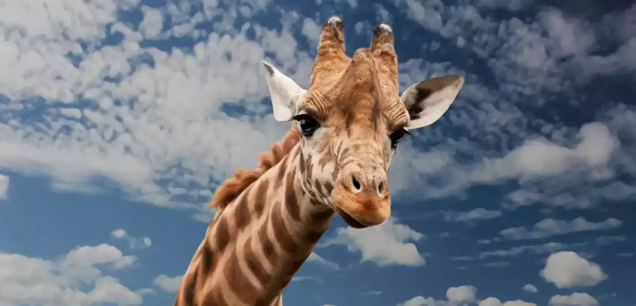 Séjour de 2 Jours / 1 Nuit au Zoo de Beauval : Une Expérience Inoubliable