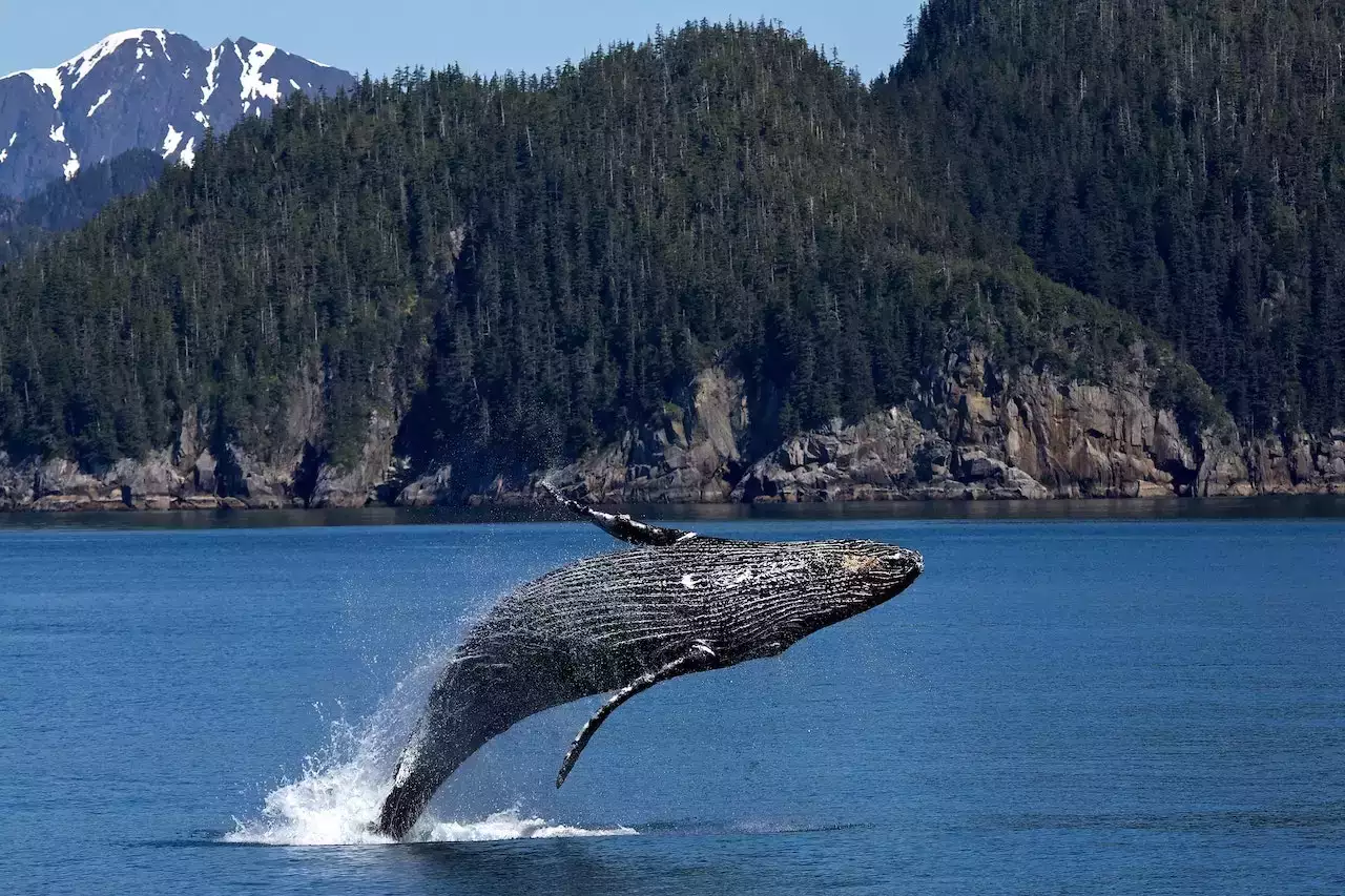 Baleines canada