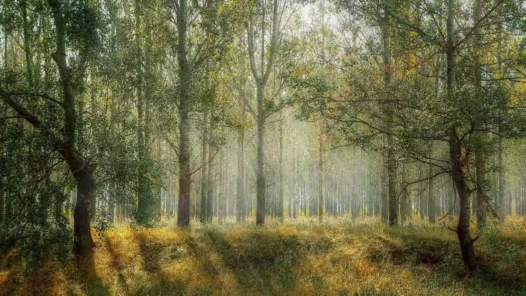 GreenGo est-il fiable ? Notre avis complet avant de réserver