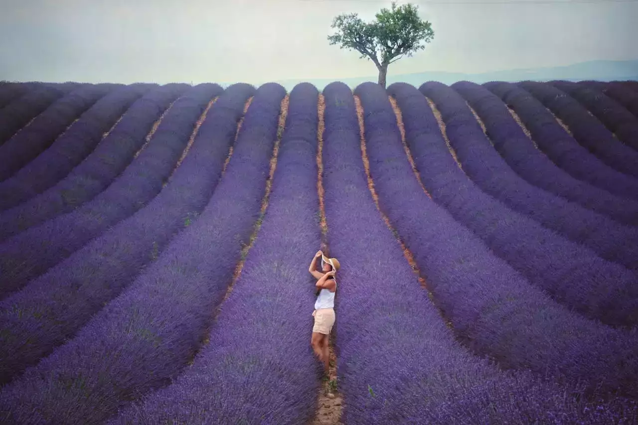 femme dans les champs de lavande
