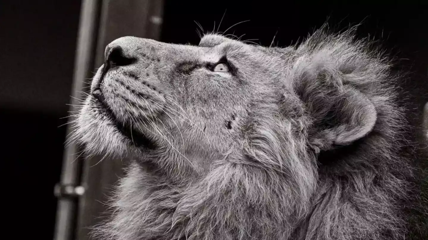 ZooParc de Beauval : 10 raisons pour lesquelles ce zoo vous fera vibrer