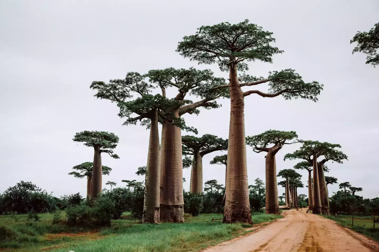Madagascar paysage
