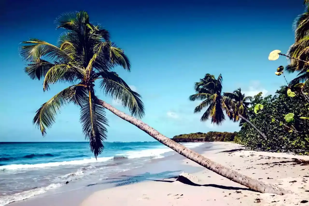 Martinique ou Guadeloupe tout inclus : quelle île pour un séjour all inclusive ?