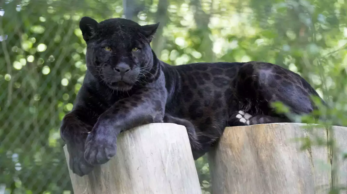 Zoo de Beauval : le célèbre jaguar noir Laetitia est mort à 20 ans