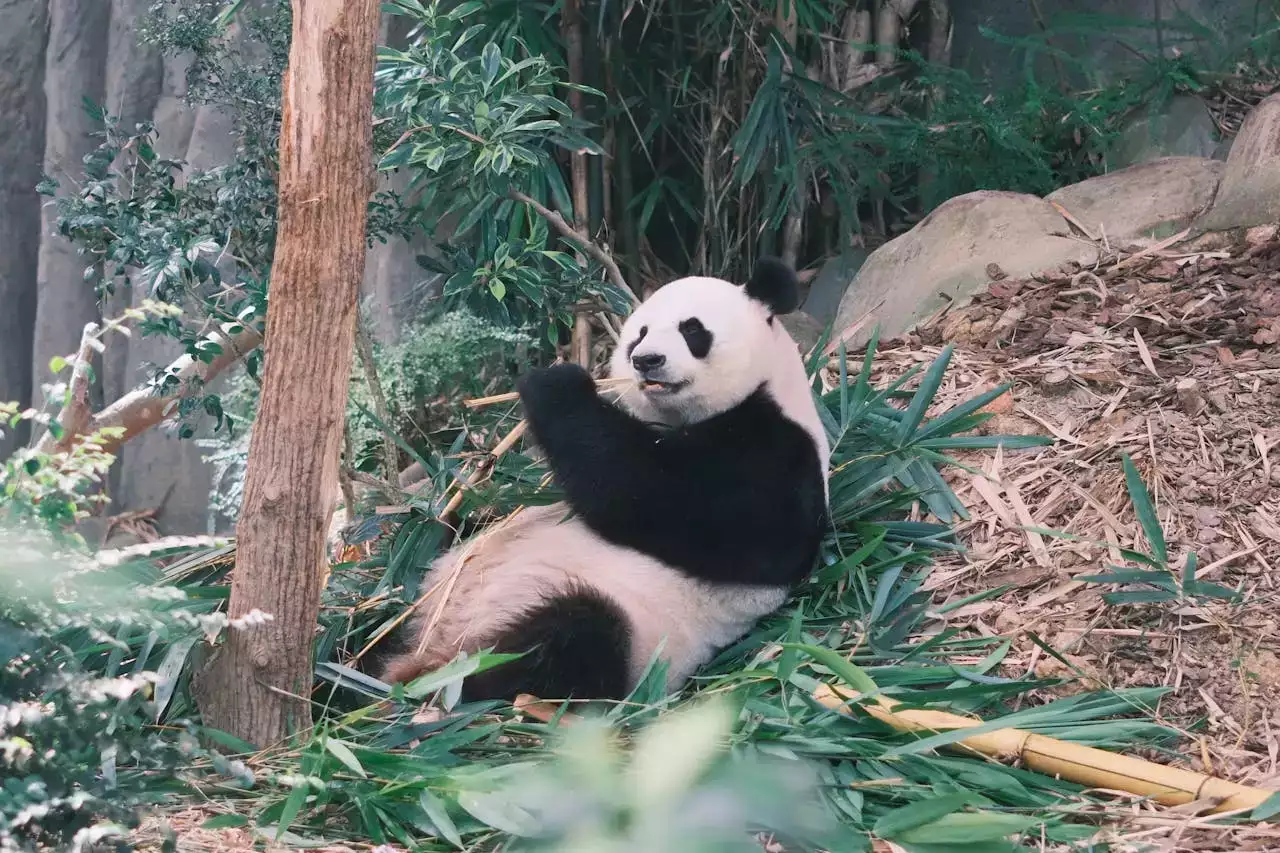 Les 11 Animaux Incontournables du Zoo de Beauval : Un Guide Complet