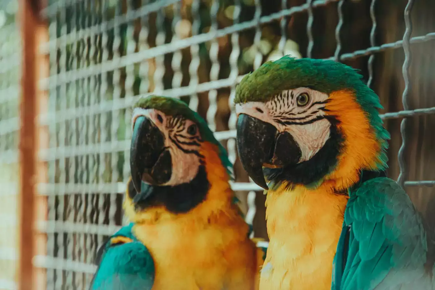 Le Zoo de Beauval en été ? bonne ou mauvaise idée ?