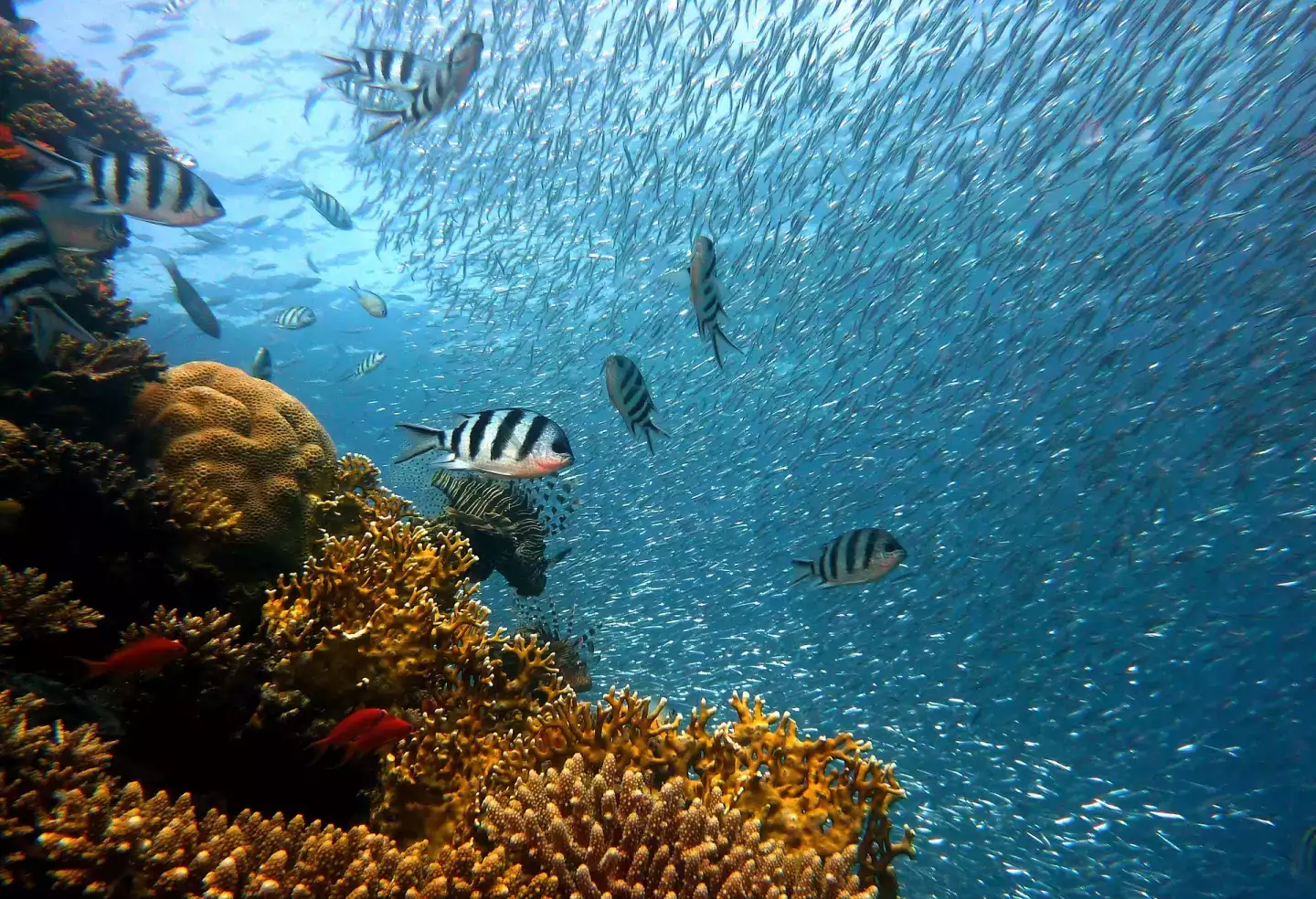 Plongee sous marine