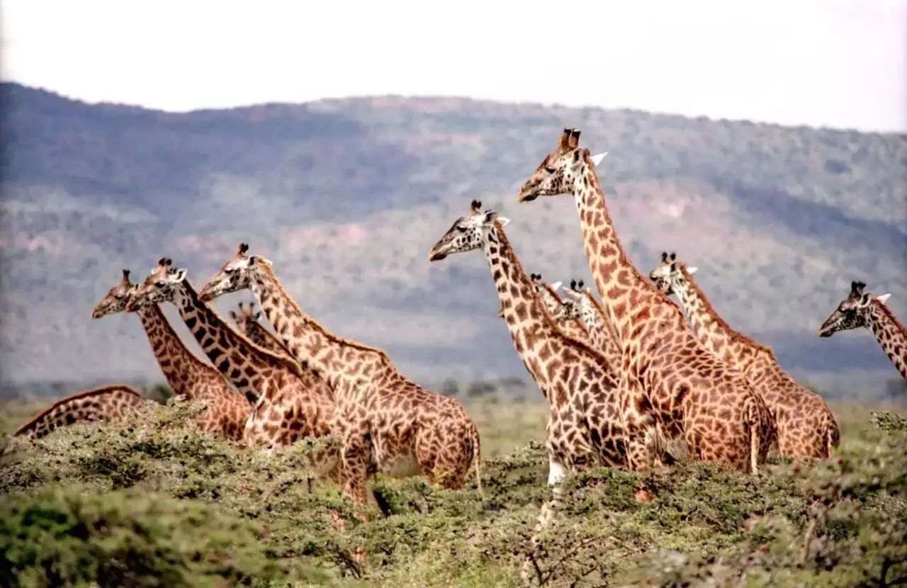 safari