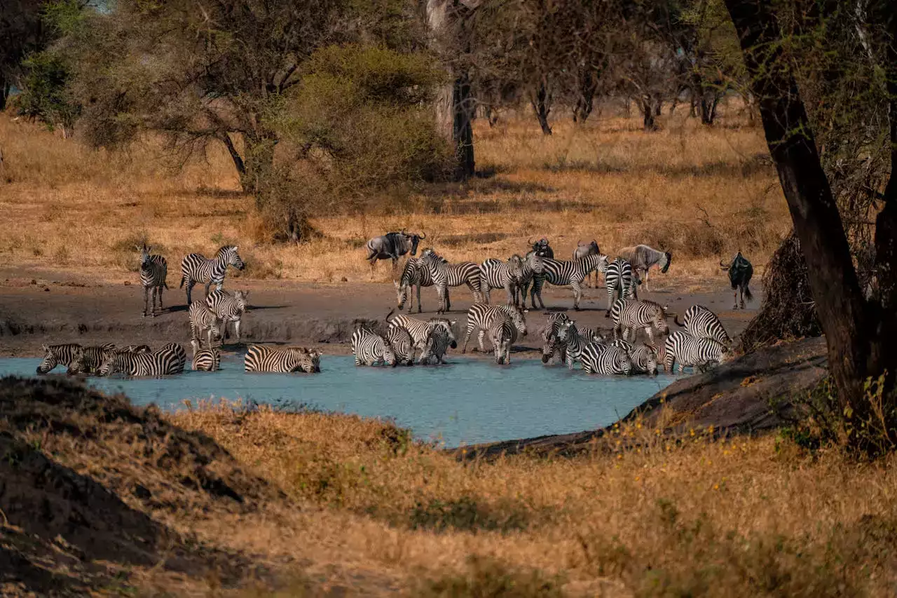 Faire un safari pour pas cher : est-ce possible ?