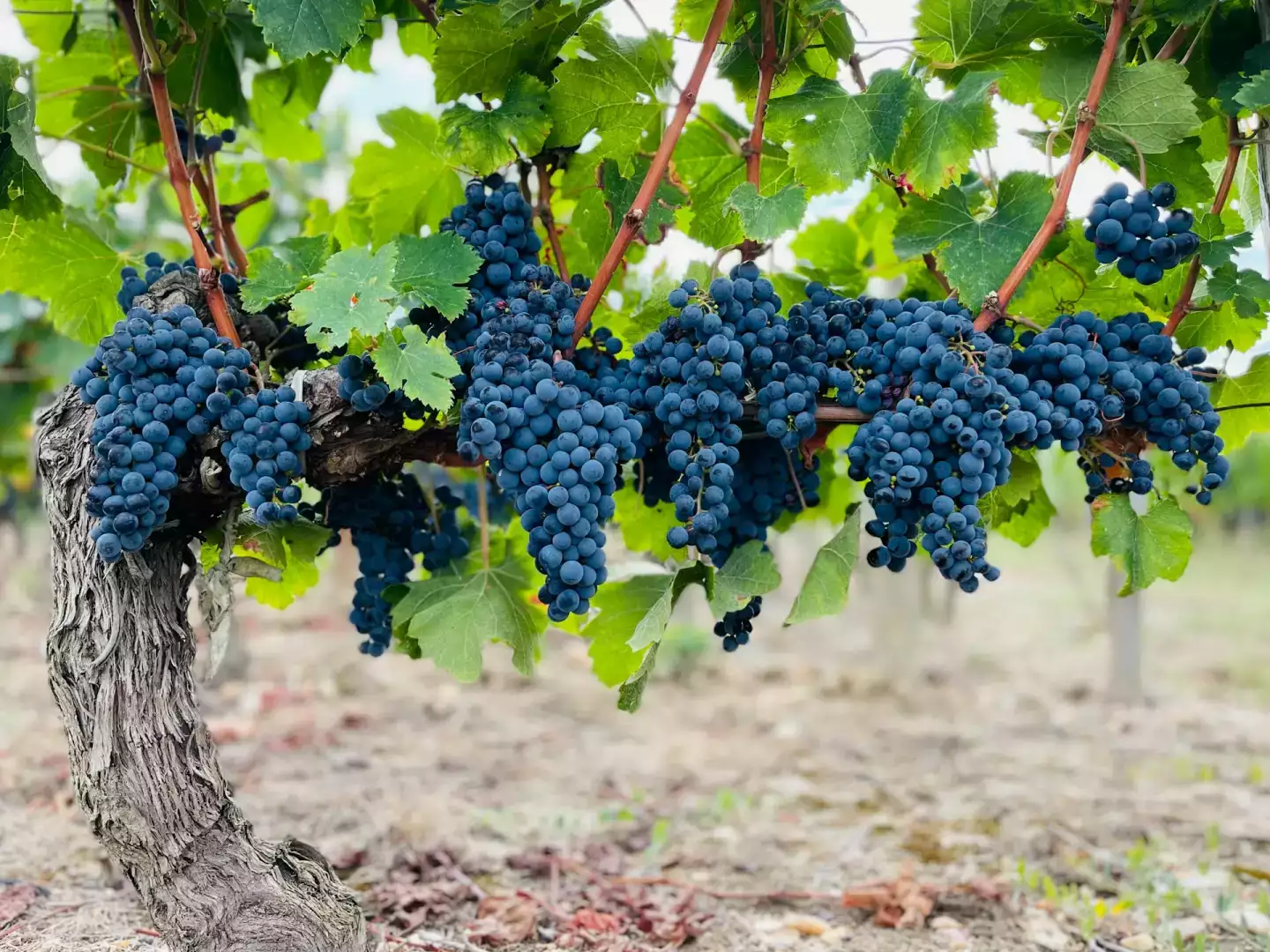 vignoble bordelais