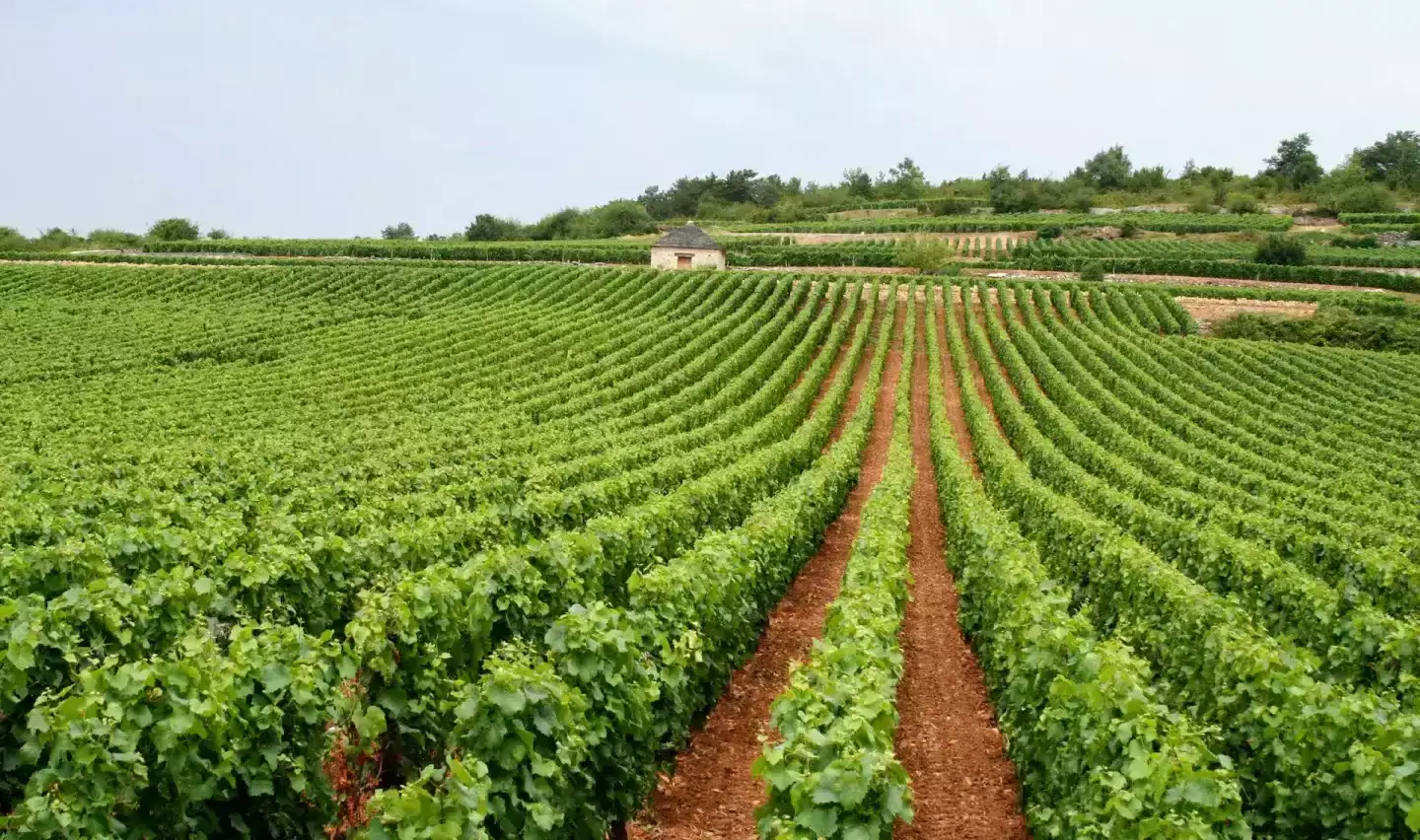 Organiser un week-end dégustation de vin à Bordeaux