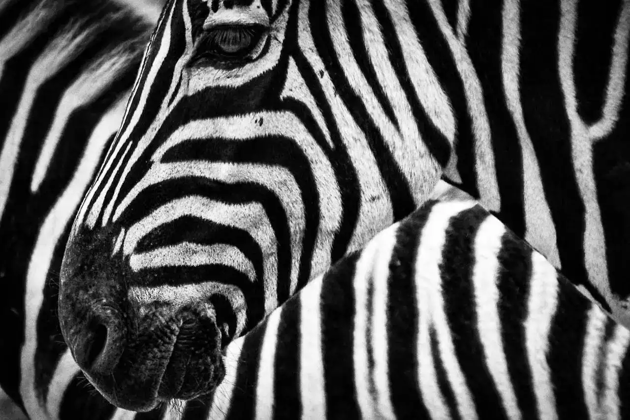 Quel est le prix d'un séjour dans un lodge au Zoo de Beauval ? Tarifs et offres 2025