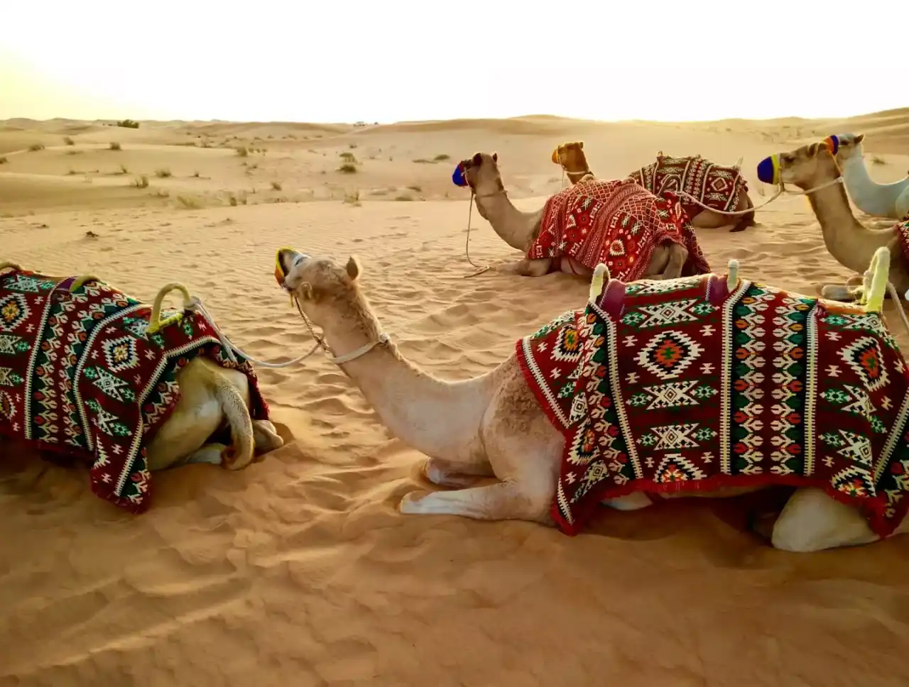desert dubaï