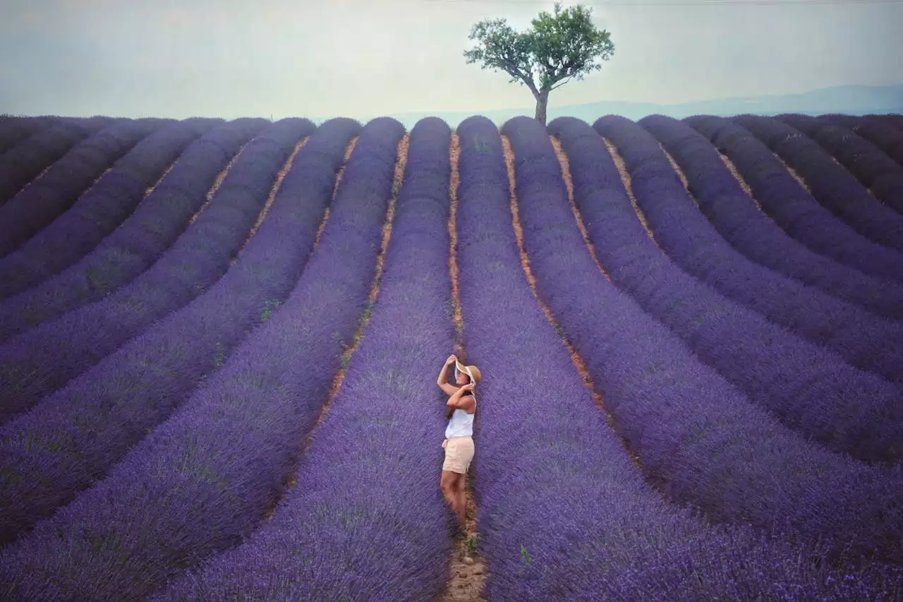 femme dans les champs de lavande