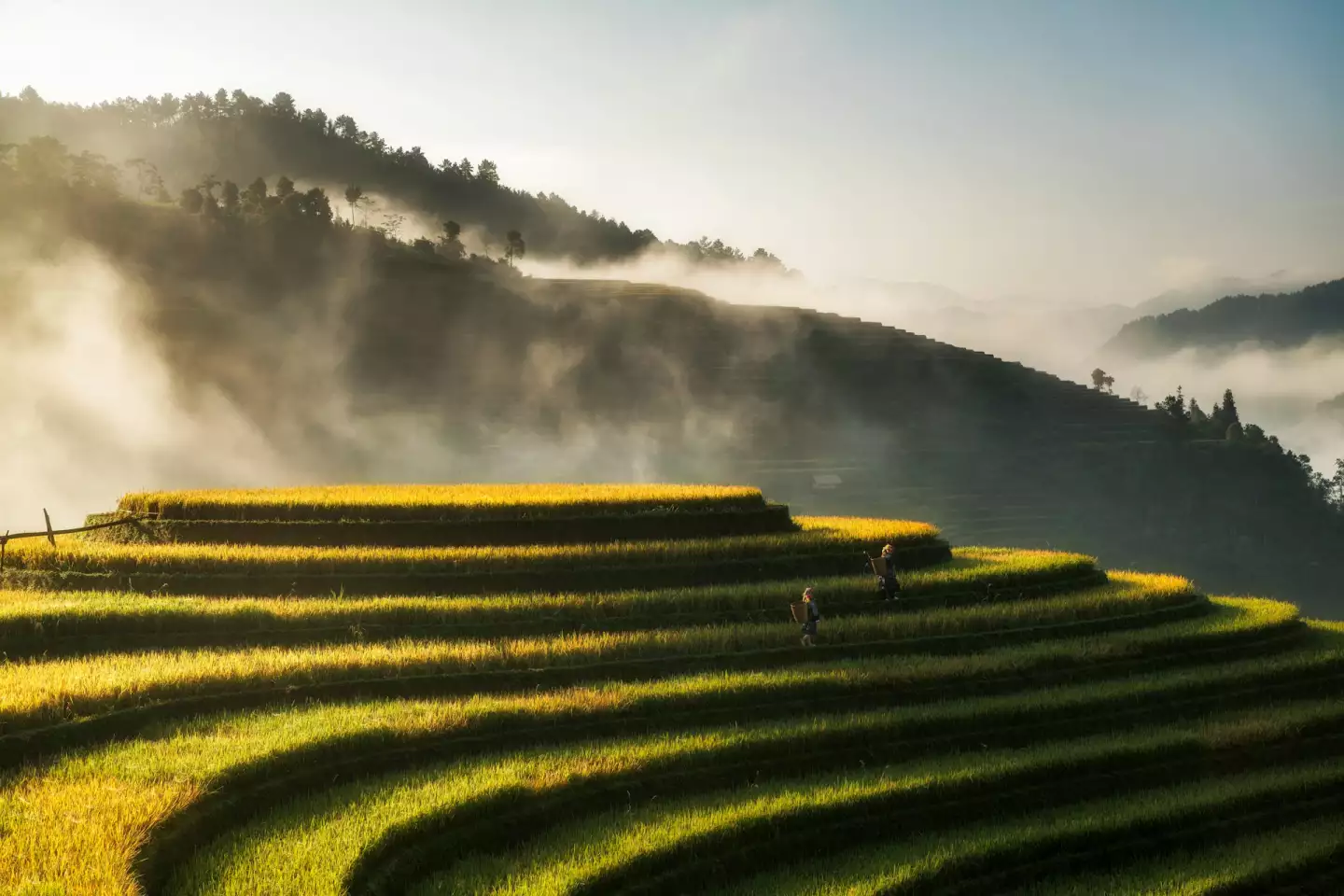 Vietnam plantation de riz